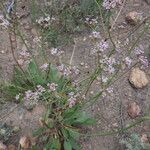 Eriogonum elatum Flors