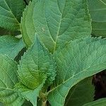 Hydrangea macrophylla Lehti