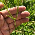 Crepis setosa पत्ता