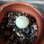 Conophytum calculus Foglia