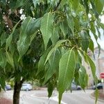 Quercus myrsinifolia Blatt