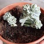 Sedum spathulifolium Yaprak