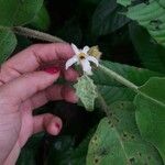 Solanum candidum Floro