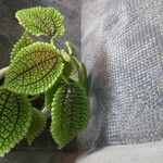 Pilea involucrata Ліст