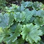 Darmera peltata Облик