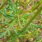 Papaver hybridum Leaf