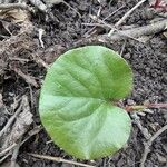 Pyrola asarifolia Blad