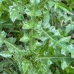 Cirsium acaule Blad