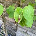 Aristolochia tomentosa Frunză