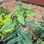 Euphorbia lathyris Leht