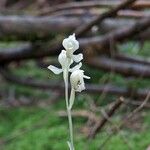 Cephalanthera austiniae Flower