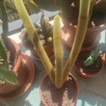 Cleistocactus winteri Leht