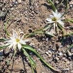 Colchicum europaeumBlomst