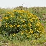 Sonchus pinnatifidus Vivejo