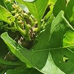 Vangueria madagascariensis Otro