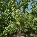 Eucalyptus botryoides Хабит