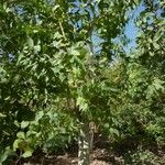 Eucalyptus botryoides Habitat