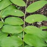 Maianthemum racemosum Blatt