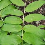 Maianthemum racemosum 葉