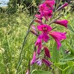 Gladiolus × byzantinus Blomst