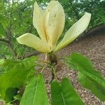 Magnolia fraseri Floro