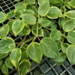 Peperomia serpens Leaf