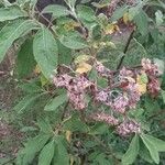 Pluchea carolinensis 花