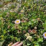 Erigeron glaucusКветка