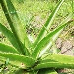 Aloe amudatensis 葉