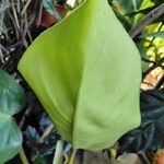 Philodendron martianum Leaf