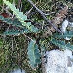 Asplenium ceterach Liść