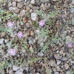 Spergularia rubra Habitus