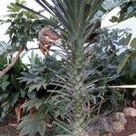 Yucca aloifolia Habit