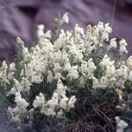 Antirrhinum sempervirens Habit