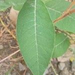 Apocynum cannabinum Leaf
