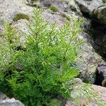 Cryptogramma crispa Leaf