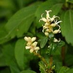 Pachysandra terminalis Fleur