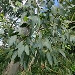 Eucalyptus globulus List