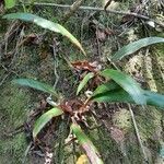 Elaphoglossum scolopendriforme