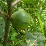 Solanum viarum Fruit