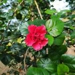 Hibiscus rosa-sinensis പുഷ്പം