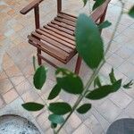 Diphysa americana ᱥᱟᱠᱟᱢ