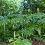 Tacca leontopetaloides Habitat