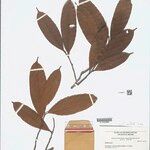 Naucleopsis ternstroemiiflora List