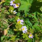 Euphrasia alpina Bloem