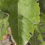 Helianthus silphioides List