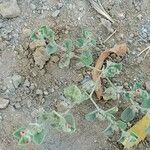 Indigofera cordifolia Leaf