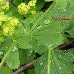 Alchemilla mollis Levél