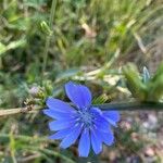 Cichorium endiviaফুল