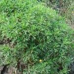 Senecio bipinnatisectus Yeri